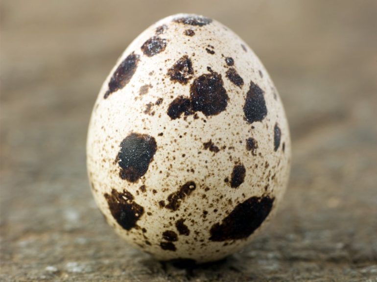 Quails Egg