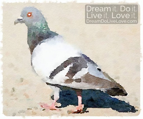 pigeon-watercolor